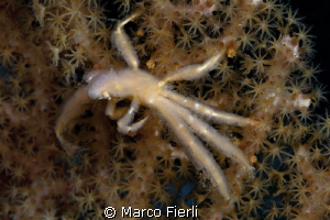 orang-utan crab sp by Marco Fierli 